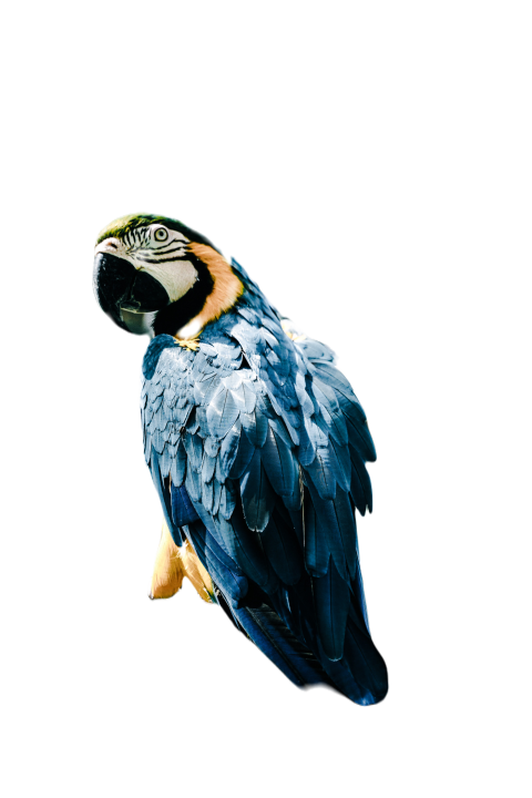 Parrots in the world png file 70