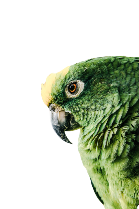 Parrots in the world png file 71