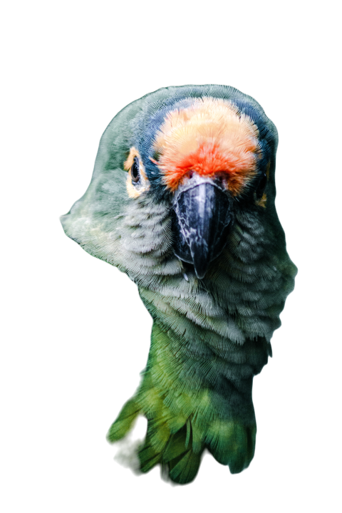 Parrots in the world png file 74