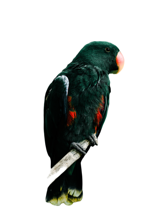 Parrots in the world png file 76