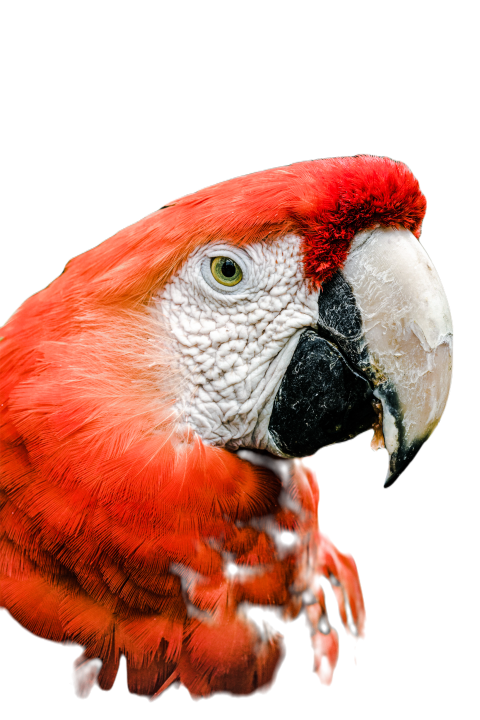 Parrots in the world png file 78