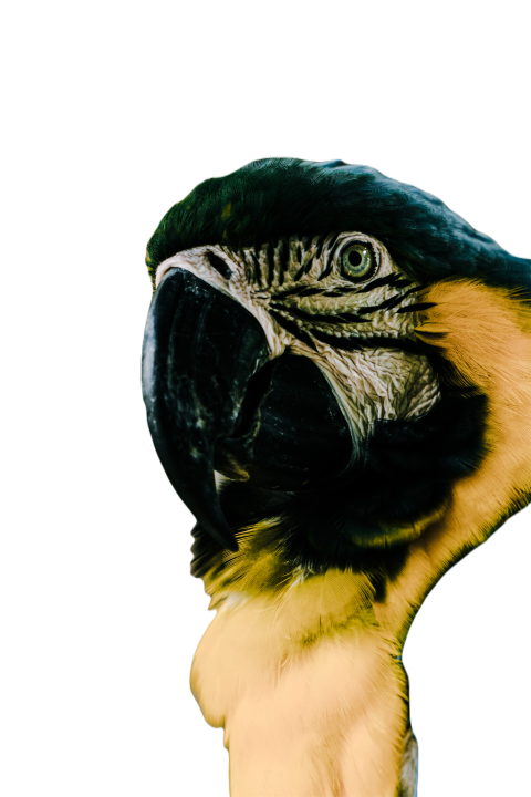 Parrots in the world png file 92