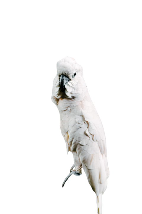 Parrots in the world png file 95