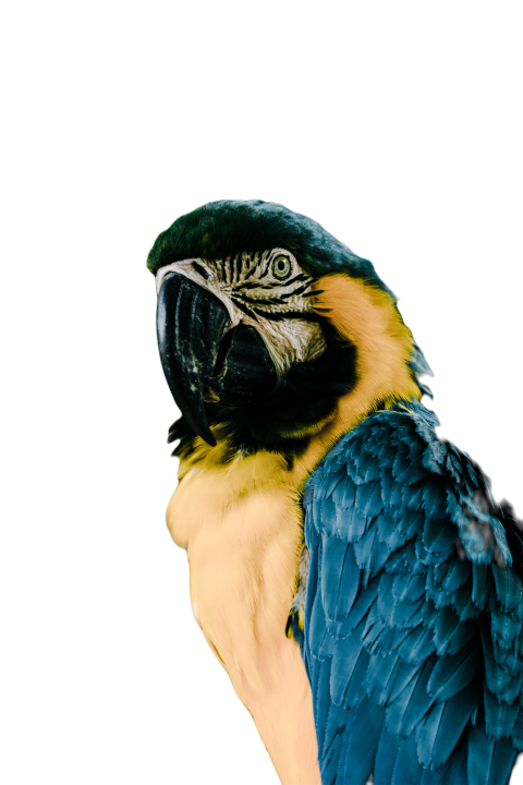 Parrots in the world png file 99