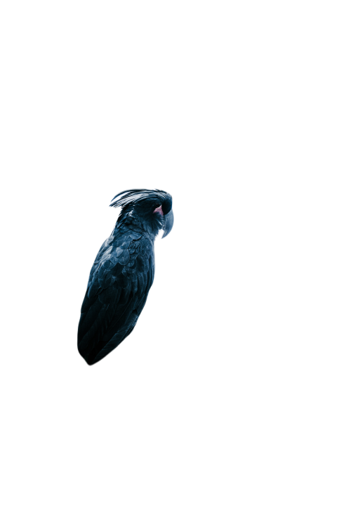 Parrots in the world png file 100