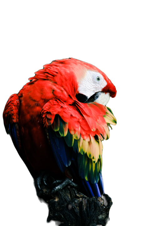 Parrots in the world png file 102