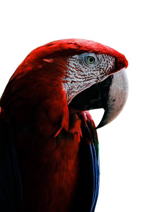 Parrots in the world png file 103
