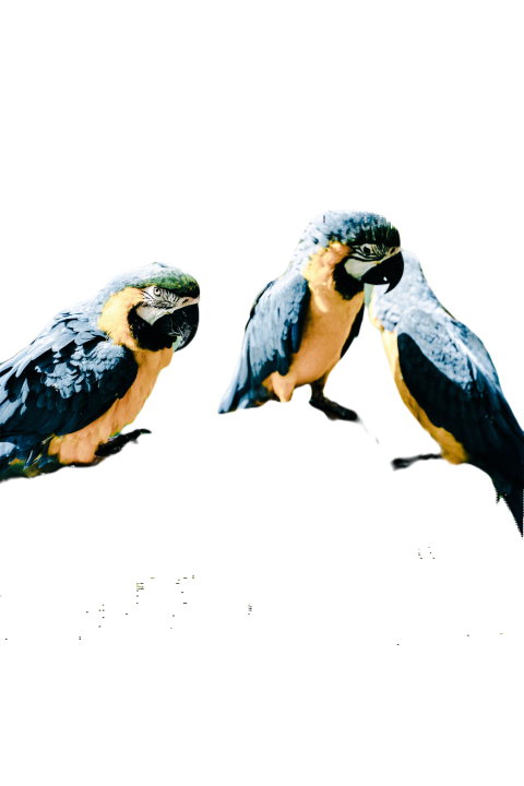 Parrots in the world png file 146