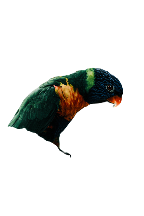 Parrots in the world png file 147