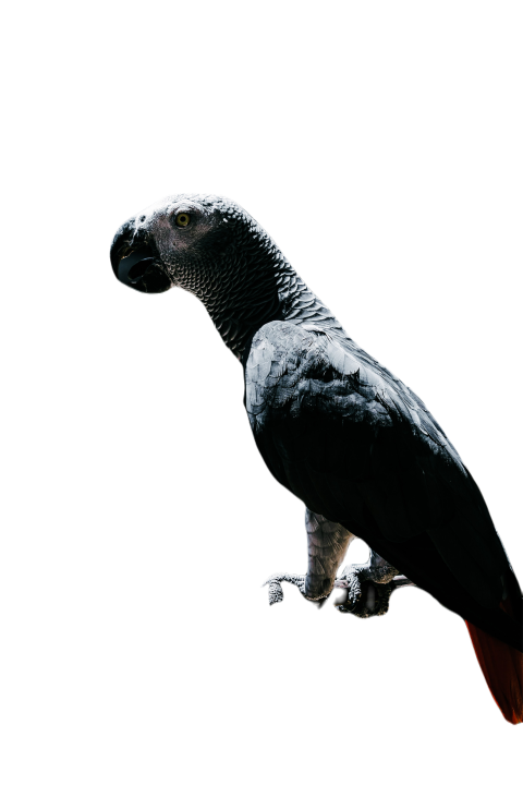 Parrots in the world png file 151