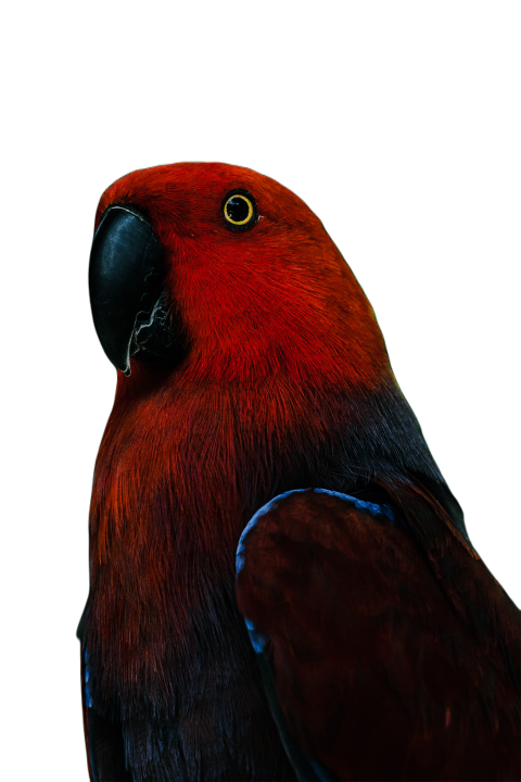 Parrots in the world png file 152