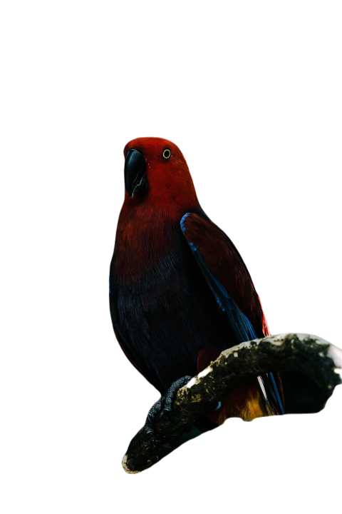 Parrots in the world png file 153