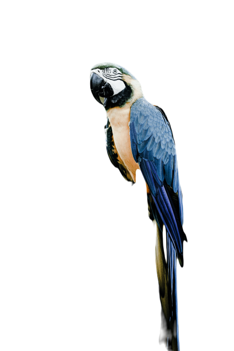 Parrots in the world png file 167