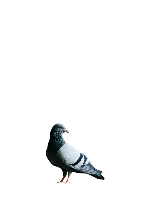 Parrots in the world png file 168