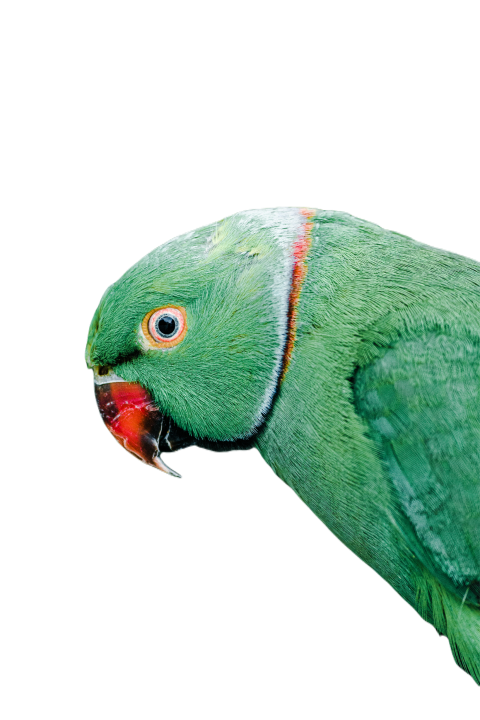 Parrots in the world png file 190