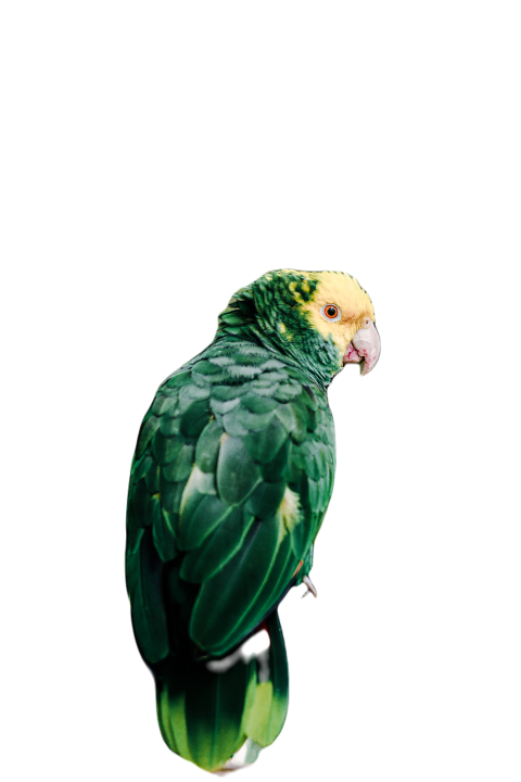 Parrots in the world png file 193