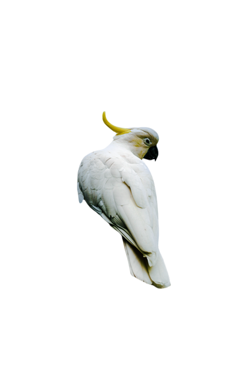 Parrots in the world png file 195