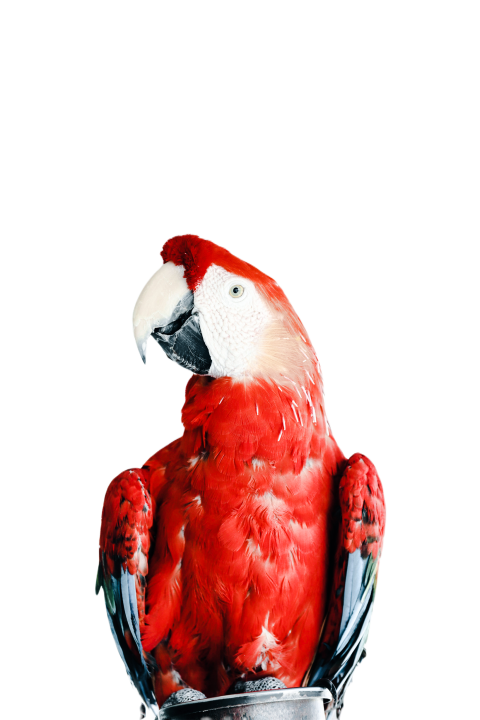 Parrots in the world png file 197