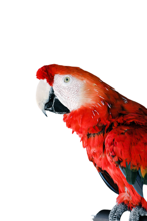 Parrots in the world png file 198
