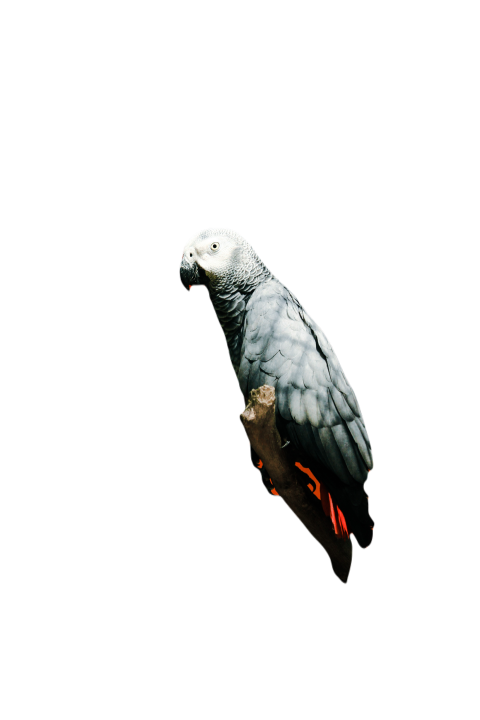 Parrots in the world png file 199