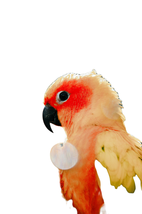 Parrots in the world png file 201