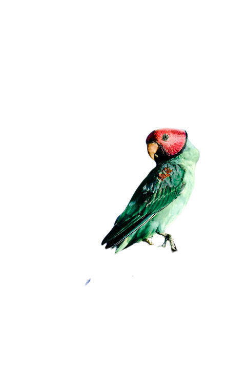 Parrots in the world png file 207