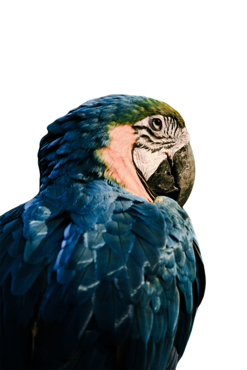 Parrots in the world png file 208