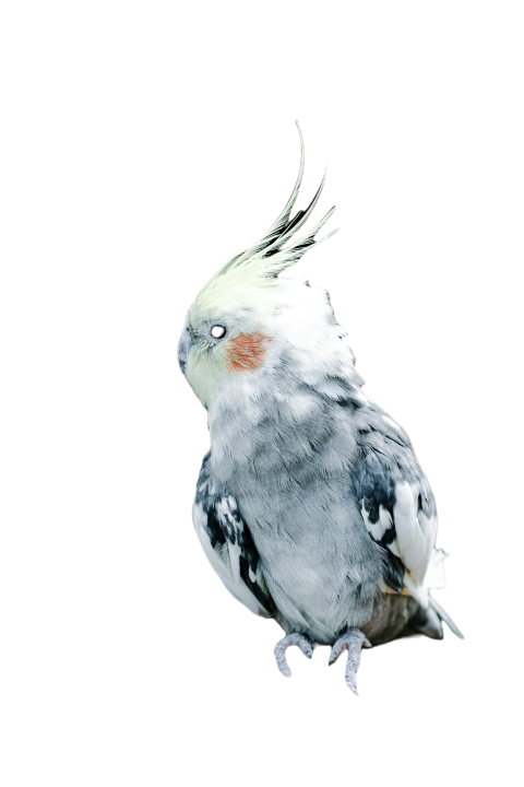 Parrots in the world png file 210