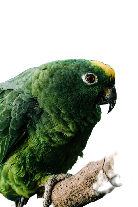 Parrots in the world png file 213