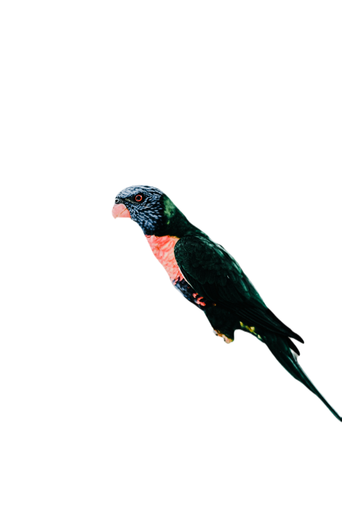 Parrots in the world png file 225