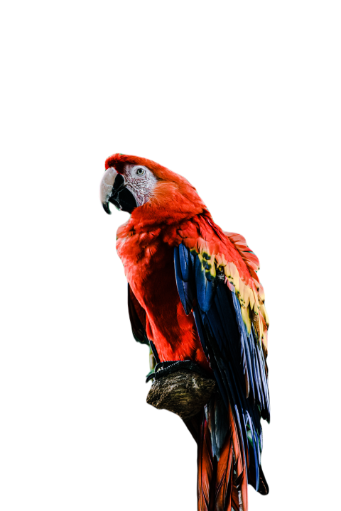 Parrots in the world png file 234
