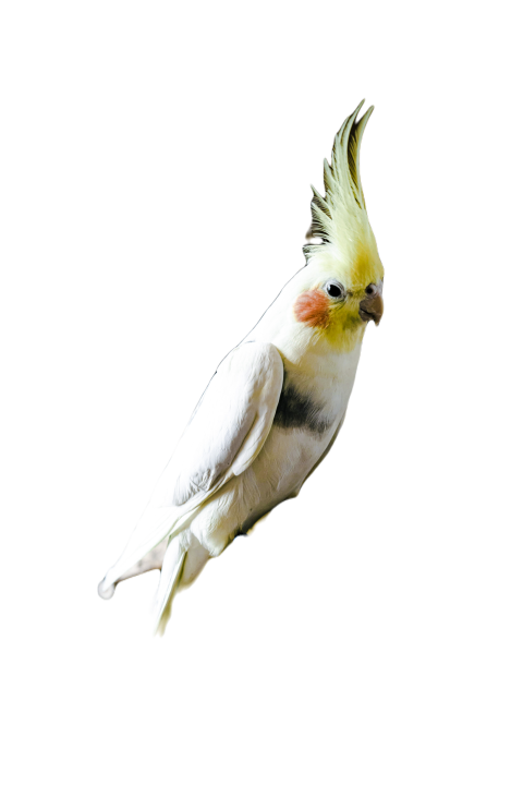 Parrots in the world png file 239