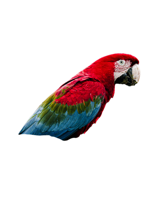 Parrots in the world png file 240