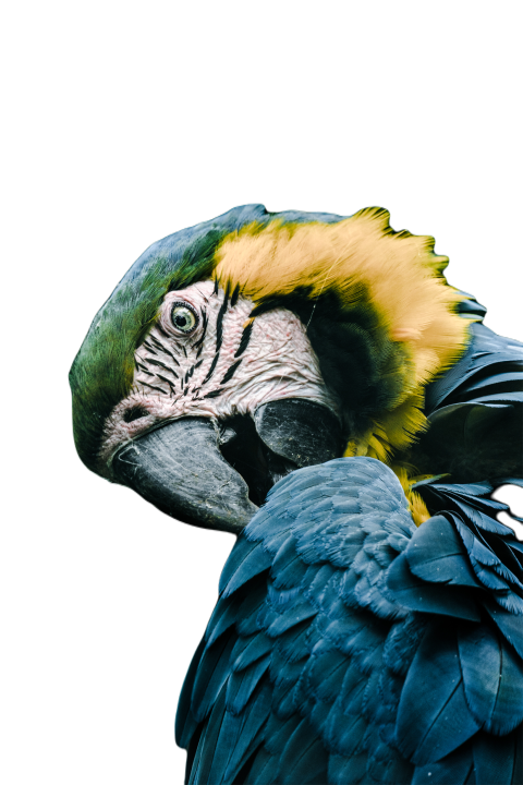Parrots in the world png file 241