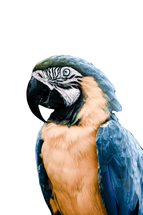 Parrots in the world png file 244