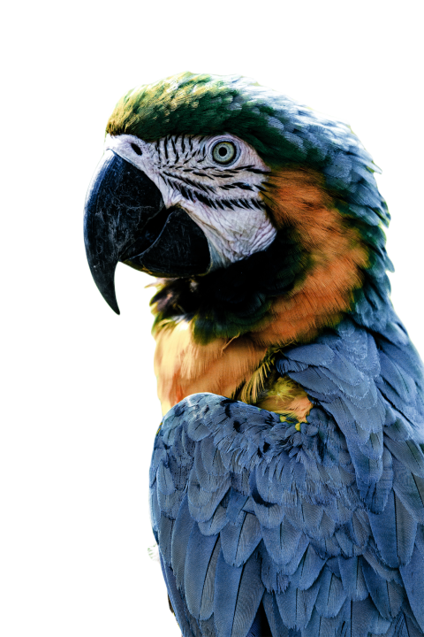 Parrots in the world png file 245