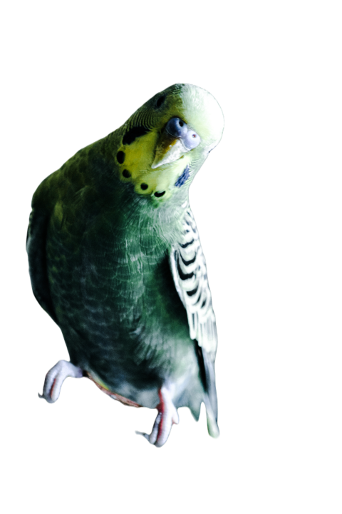 Parrots in the world png file 250