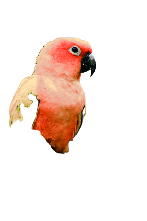 Parrots in the world png file 251
