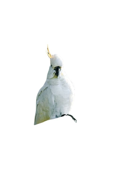 Parrots in the world png file 252