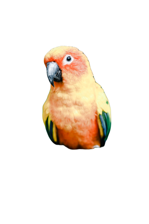 Parrots in the world png file 257