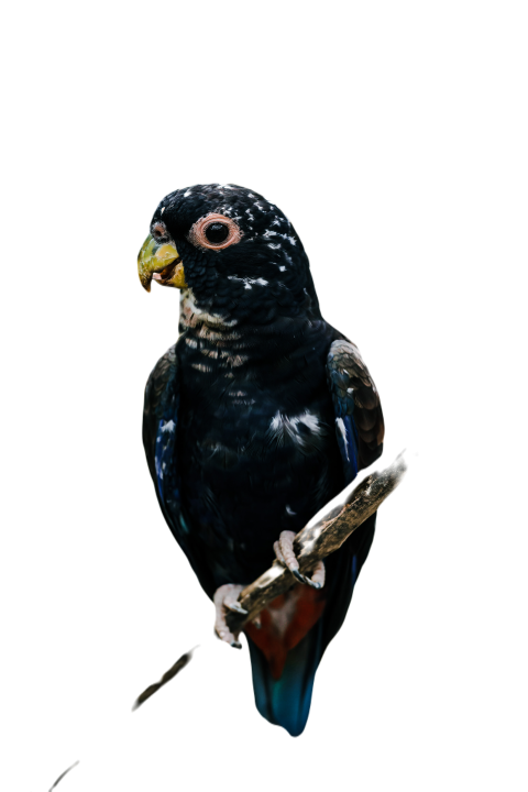 Parrots in the world png file 258