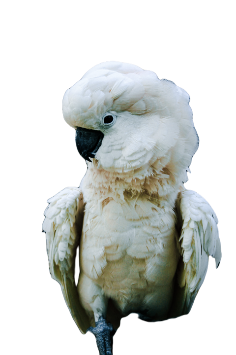 Parrots in the world png file 265