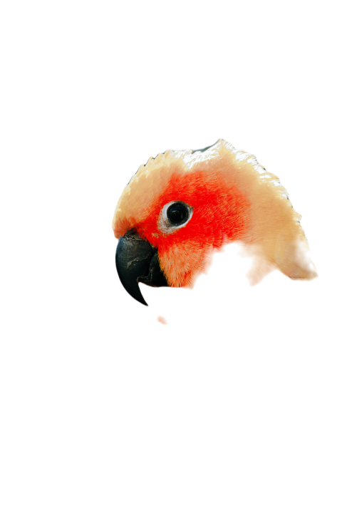 Parrots in the world png file 275