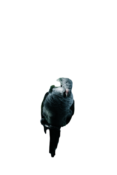 Parrots in the world png file 274