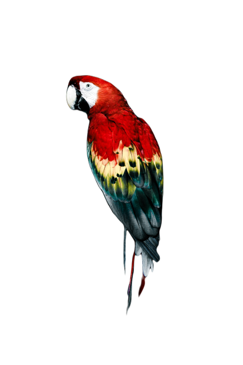Parrots in the world png file 283
