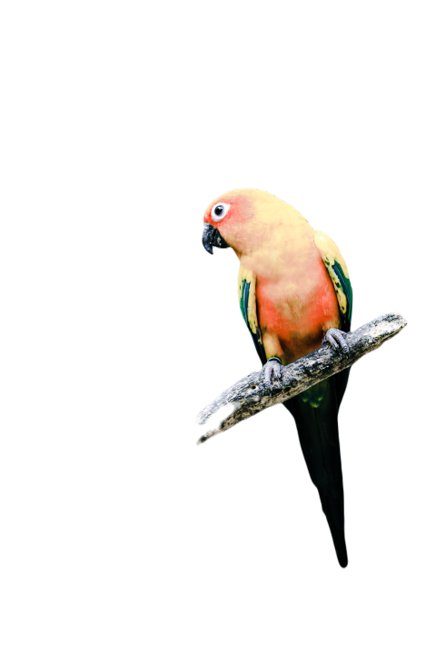 Parrots in the world png file 284