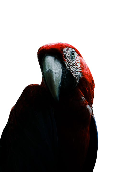 Parrots in the world png file 287