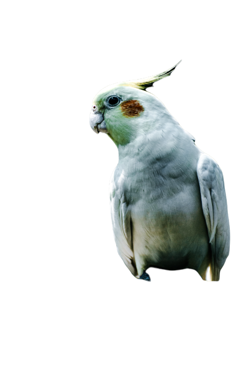 Parrots in the world png file 291