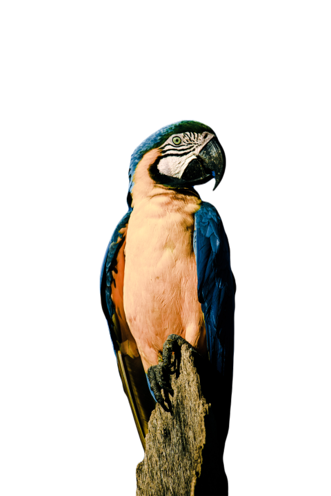 Parrots in the world png file 293