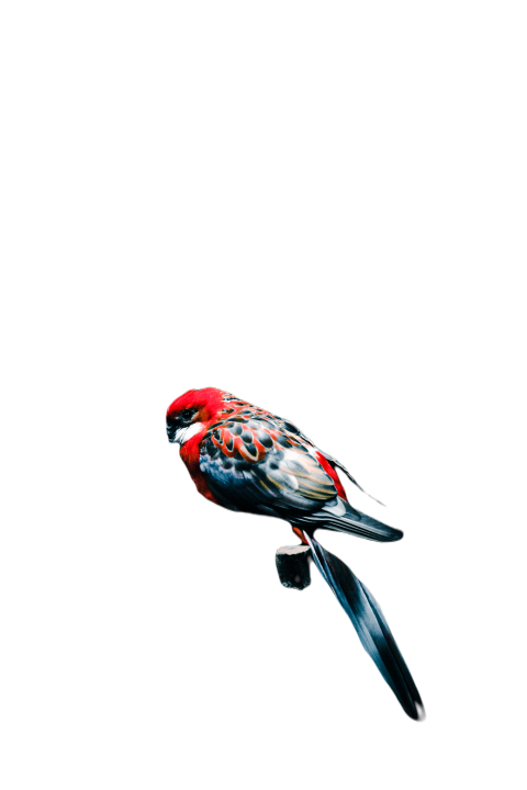 Parrots in the world png file 305